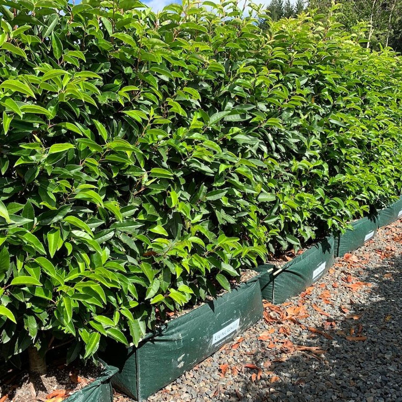 Living Screen™ – tall-growing instant hedge range gallery detail image