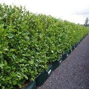 Living Screen™ – tall-growing instant hedge range gallery detail image