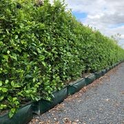 Living Screen™ – tall-growing instant hedge range gallery detail image