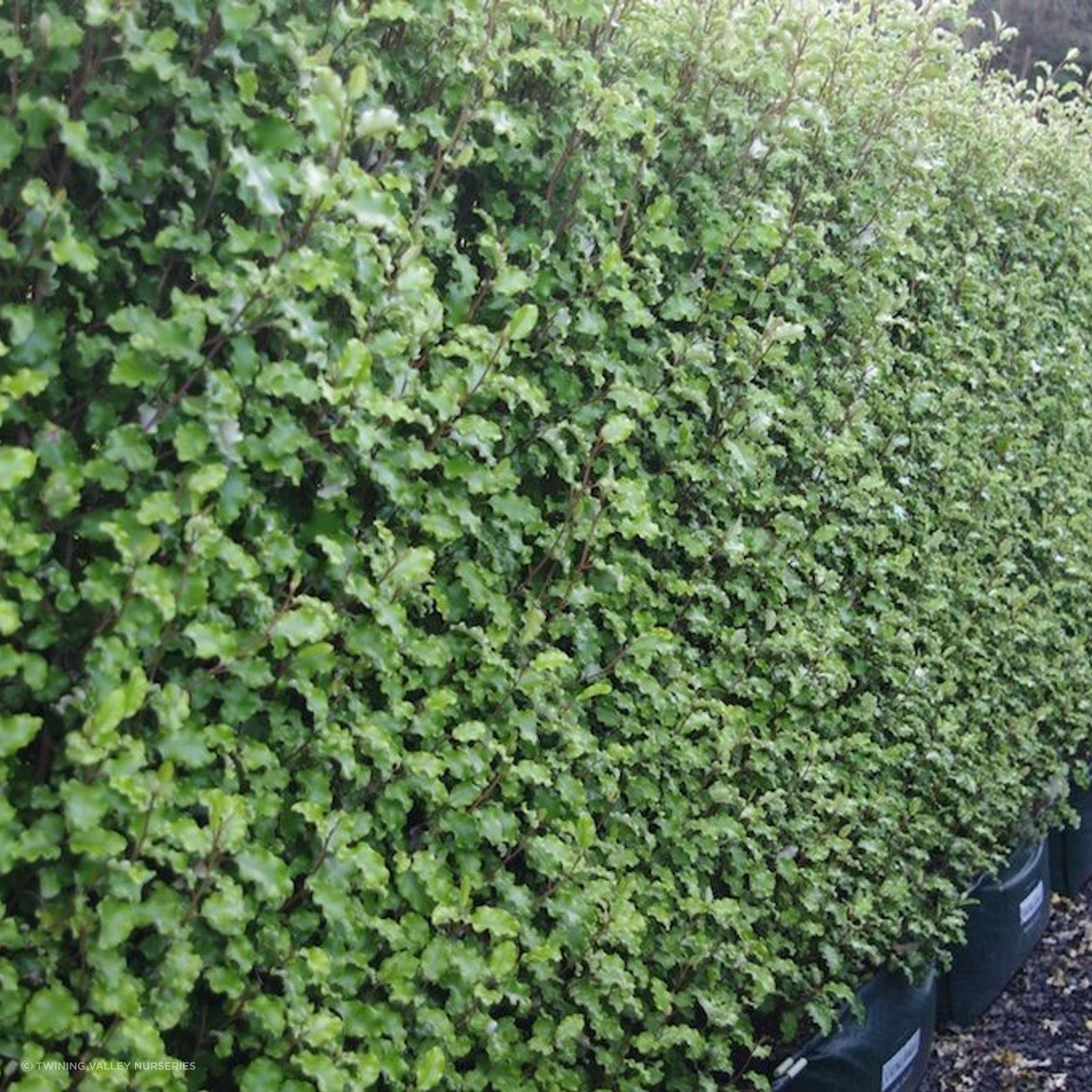 Living Screen™ – tall-growing instant hedge range gallery detail image