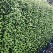Living Screen™ – tall-growing instant hedge range gallery detail image