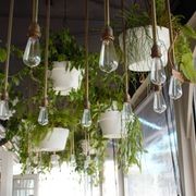 Vertical Live Plant Installations | Hire Plants gallery detail image