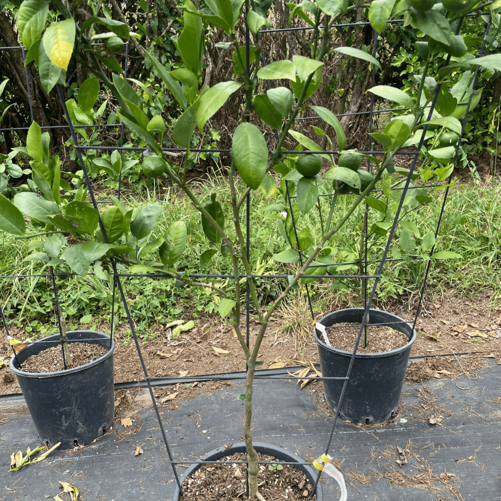 Citrus Meyer Lemon – Espaliered gallery detail image