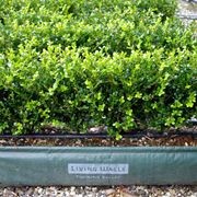 Buxus 'Green Gem' instant hedge gallery detail image