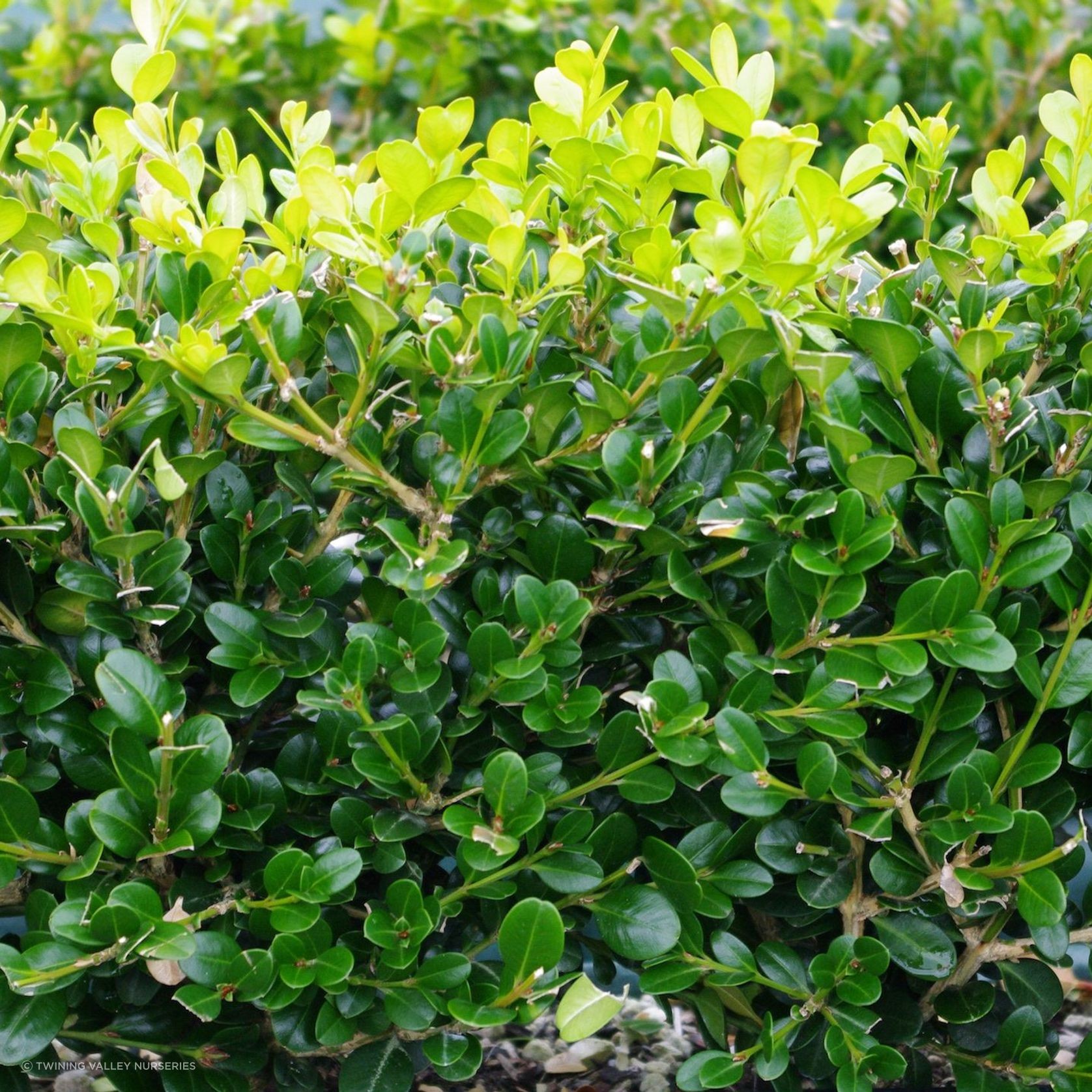 Buxus 'Green Gem' instant hedge gallery detail image