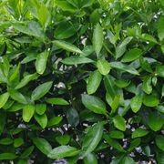 Citrus 'Tahitian Lime' instant hedge gallery detail image