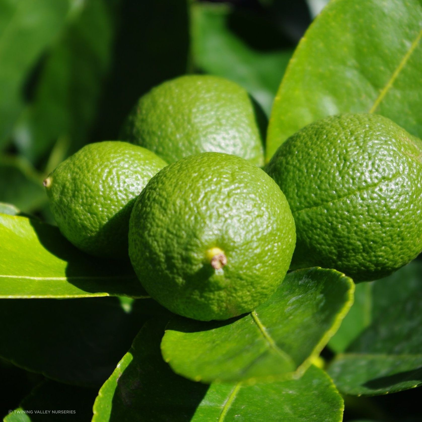Citrus 'Tahitian Lime' instant hedge gallery detail image