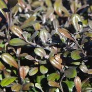 Corokia  'Frosted Chocolate' instant hedge gallery detail image
