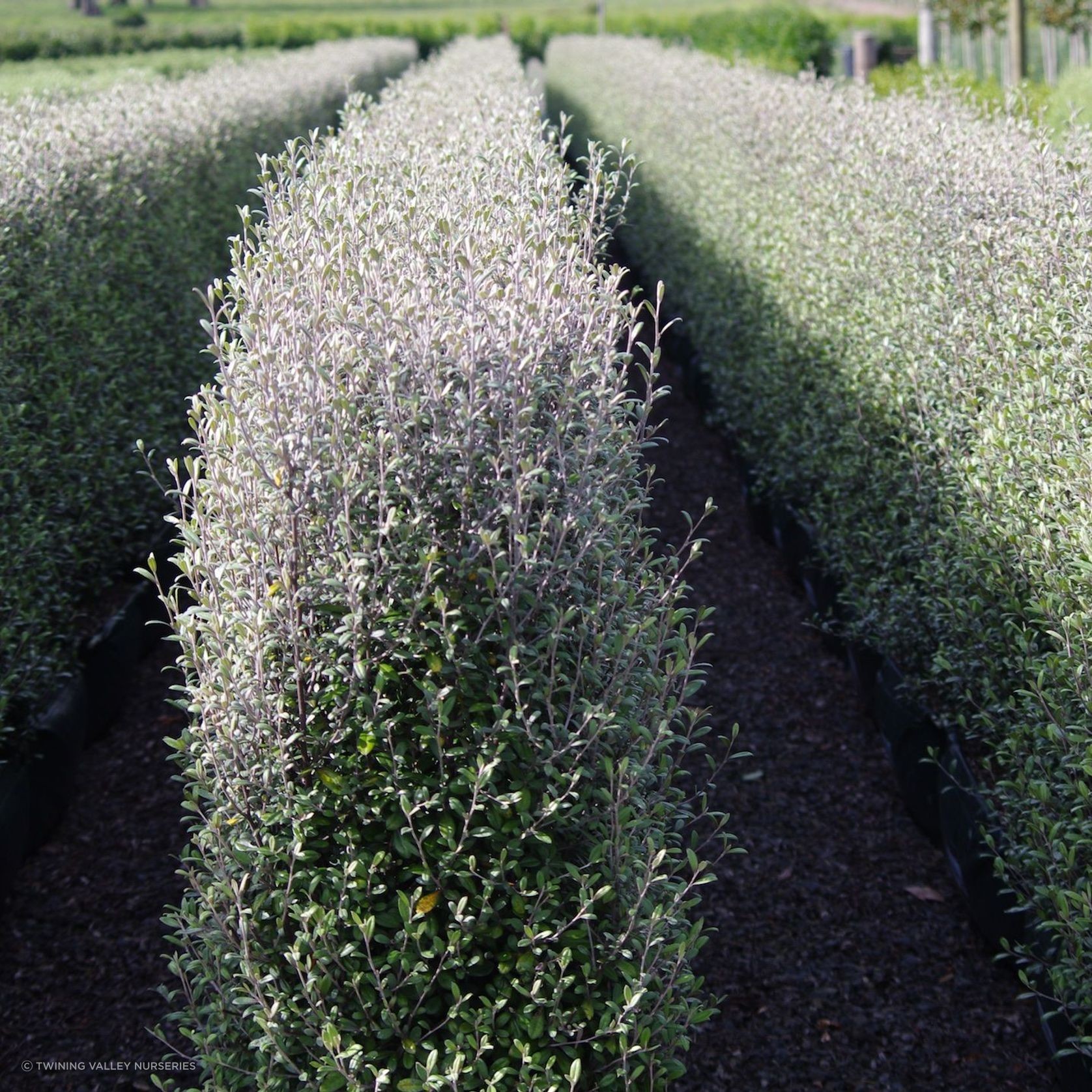 Corokia  'Frosted Chocolate' instant hedge gallery detail image