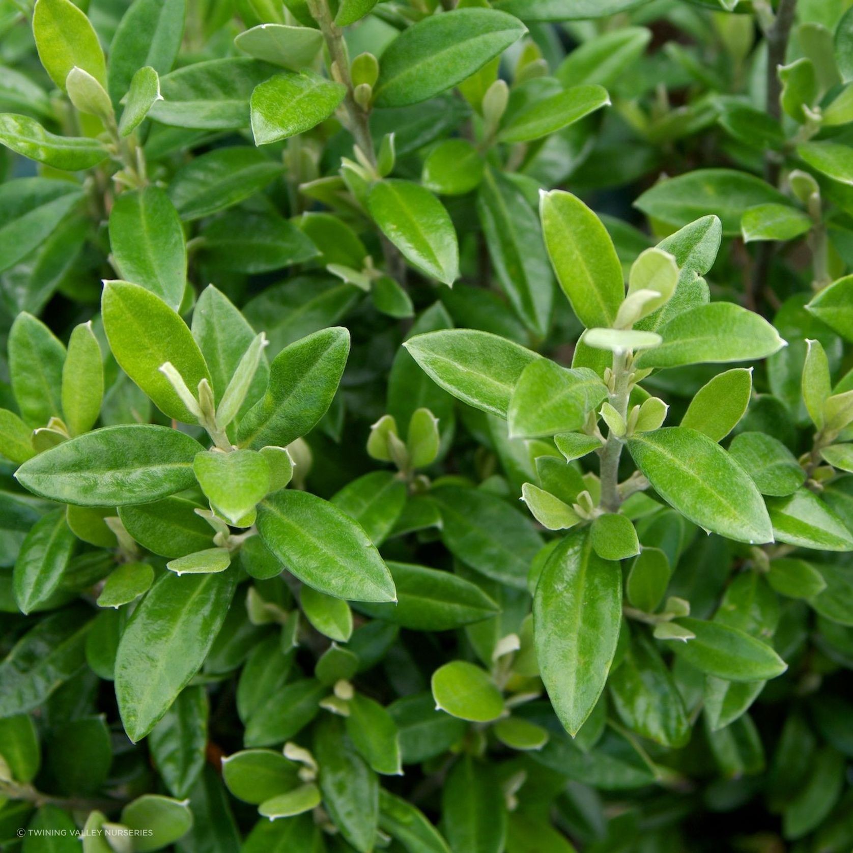 Corokia 'Geenty's Green' instant hedge gallery detail image