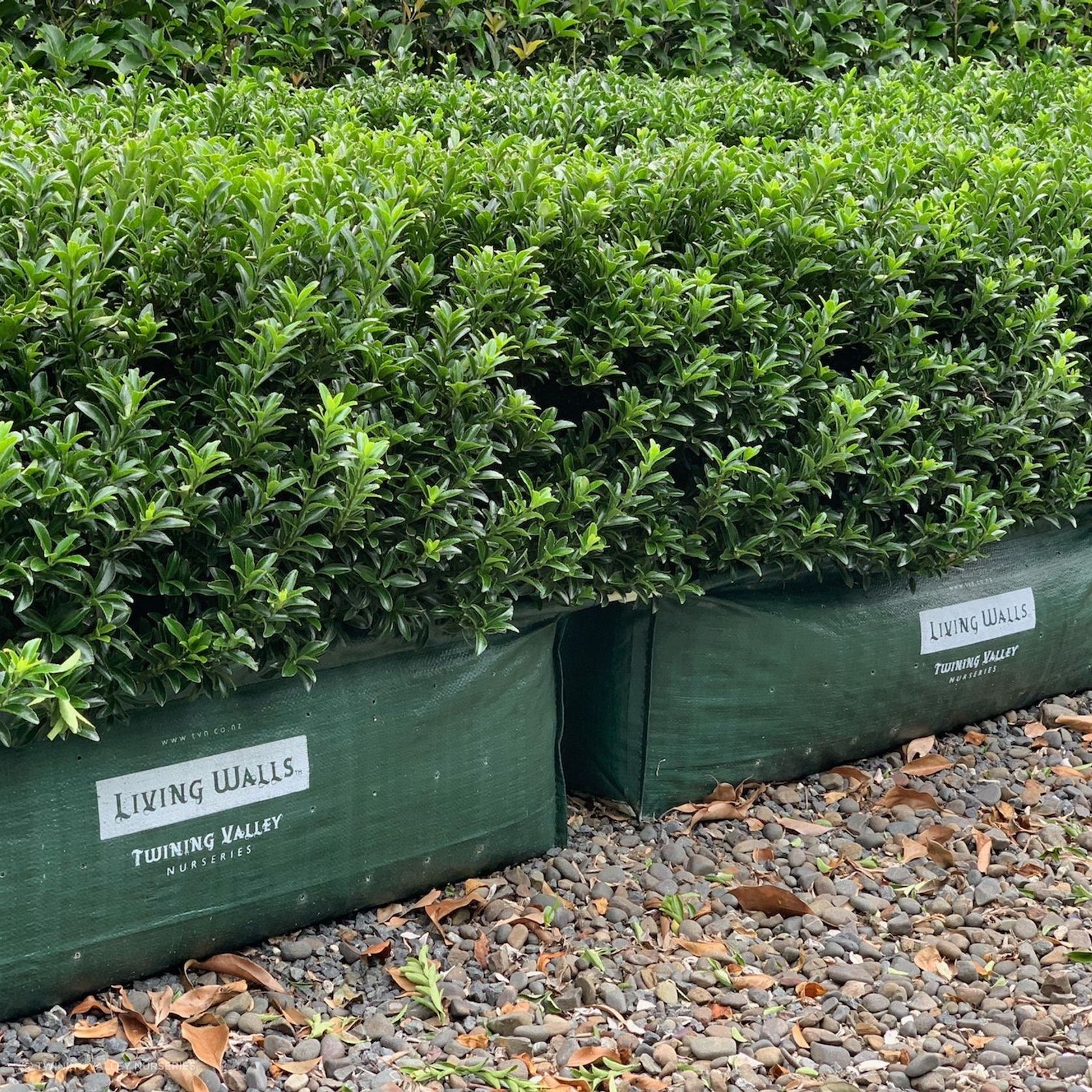 Euonymus ‘Emerald Gem’ instant hedge gallery detail image