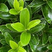 Euonymus ‘Emerald Gem’ instant hedge gallery detail image