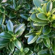 Euonymus ‘Emerald Gem’ instant hedge gallery detail image