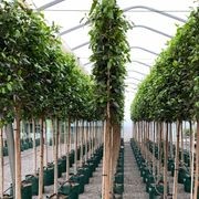 Pleached Screen – designer instant hedge gallery detail image