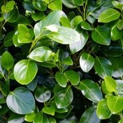 Griselinia 'Ardmore Emerald' instant hedge gallery detail image