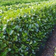 Griselinia 'Ardmore Emerald' instant hedge gallery detail image