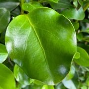 Griselinia 'Broadway Mint' instant hedge gallery detail image