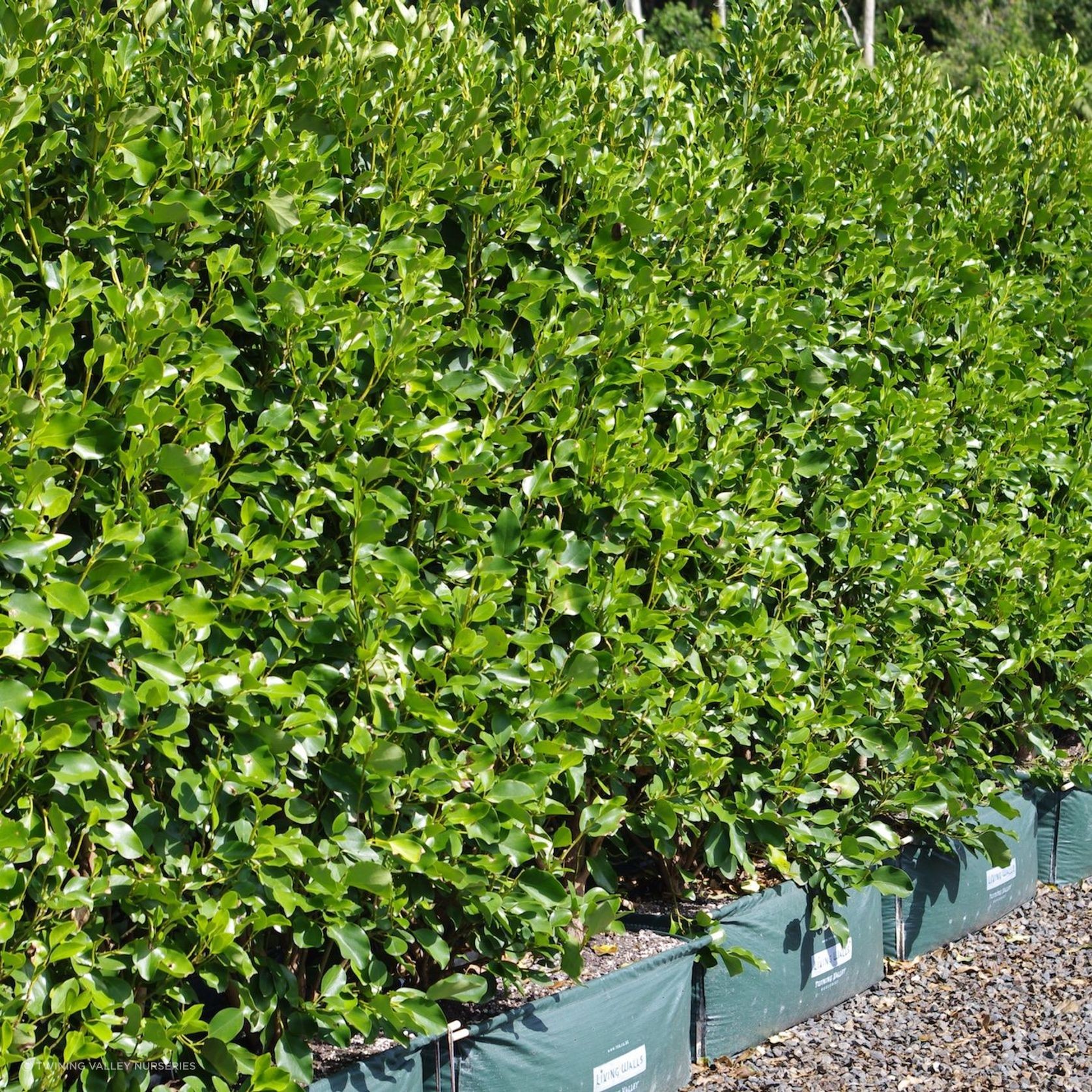 Griselinia 'Broadway Mint' instant hedge gallery detail image