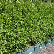 Griselinia 'Broadway Mint' instant hedge gallery detail image