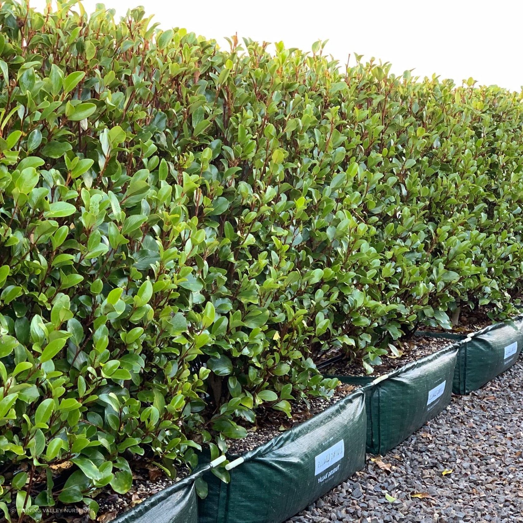 Griselinia 'Canterbury' instant hedge gallery detail image