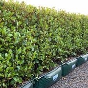 Griselinia 'Canterbury' instant hedge gallery detail image