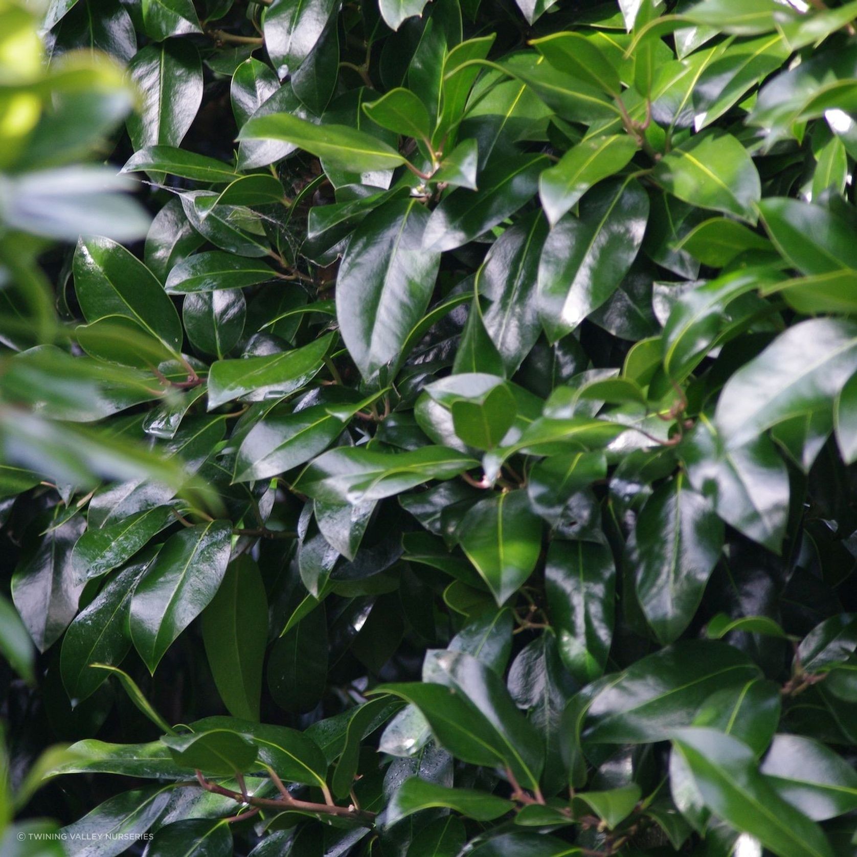 Ilex 'Black Shadow' instant hedge gallery detail image