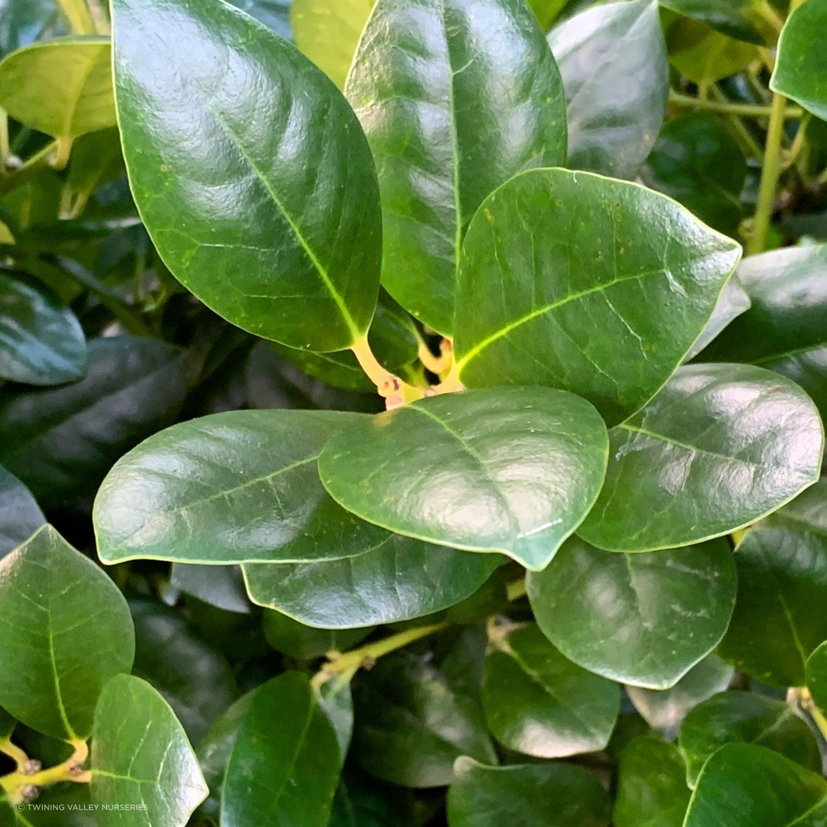 Ilex Largo instant hedge gallery detail image