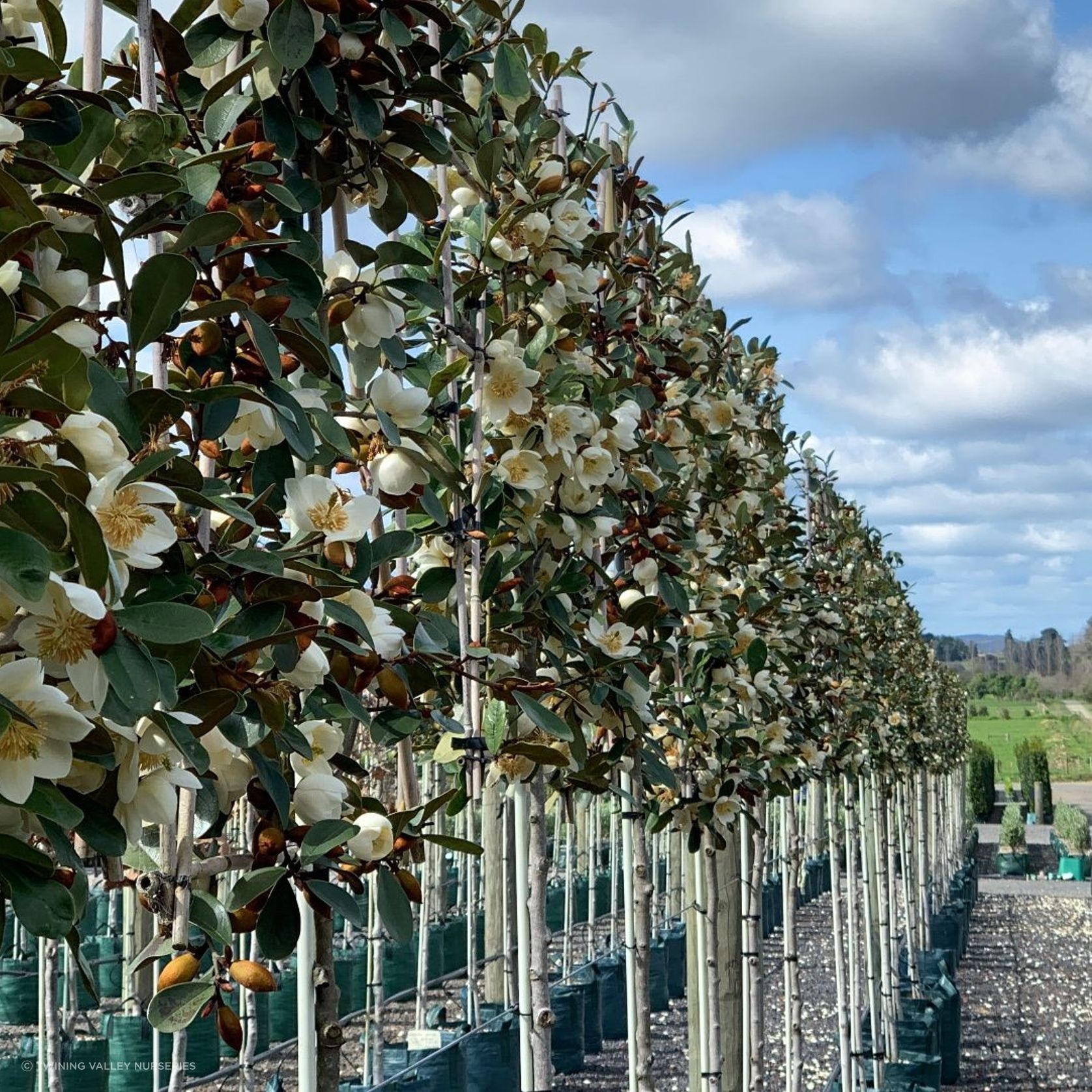 Pleached Screen – designer instant hedge gallery detail image