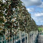 Pleached Screen – designer instant hedge gallery detail image