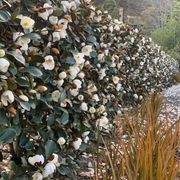 Michelia gracipes instant hedge gallery detail image