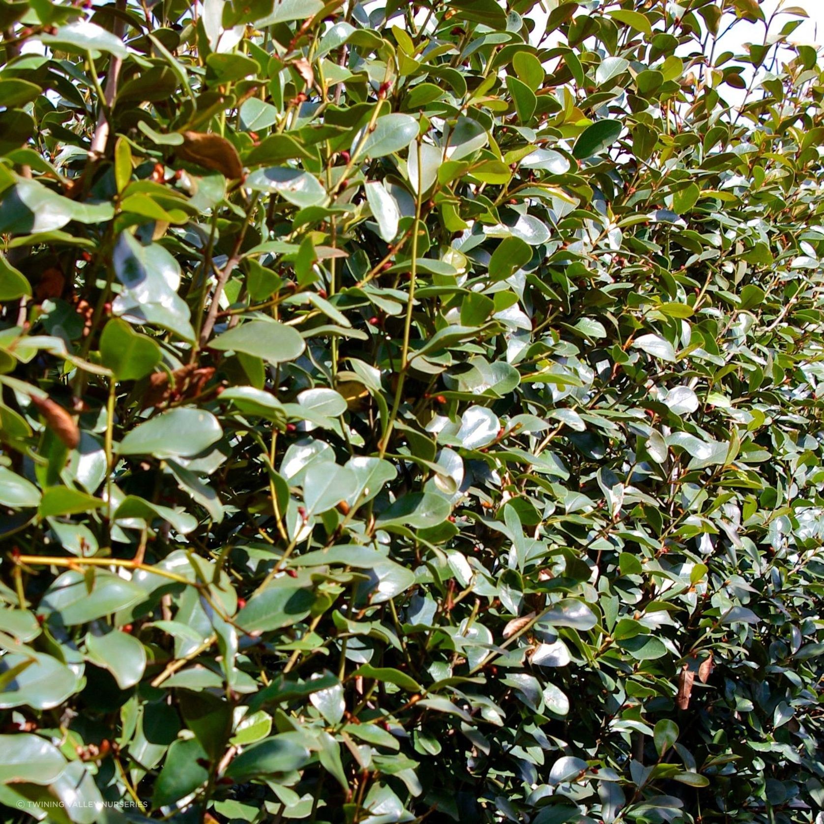 Michelia gracipes instant hedge gallery detail image