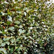 Michelia gracipes instant hedge gallery detail image