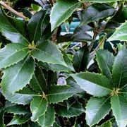 Osmanthus instant hedge gallery detail image