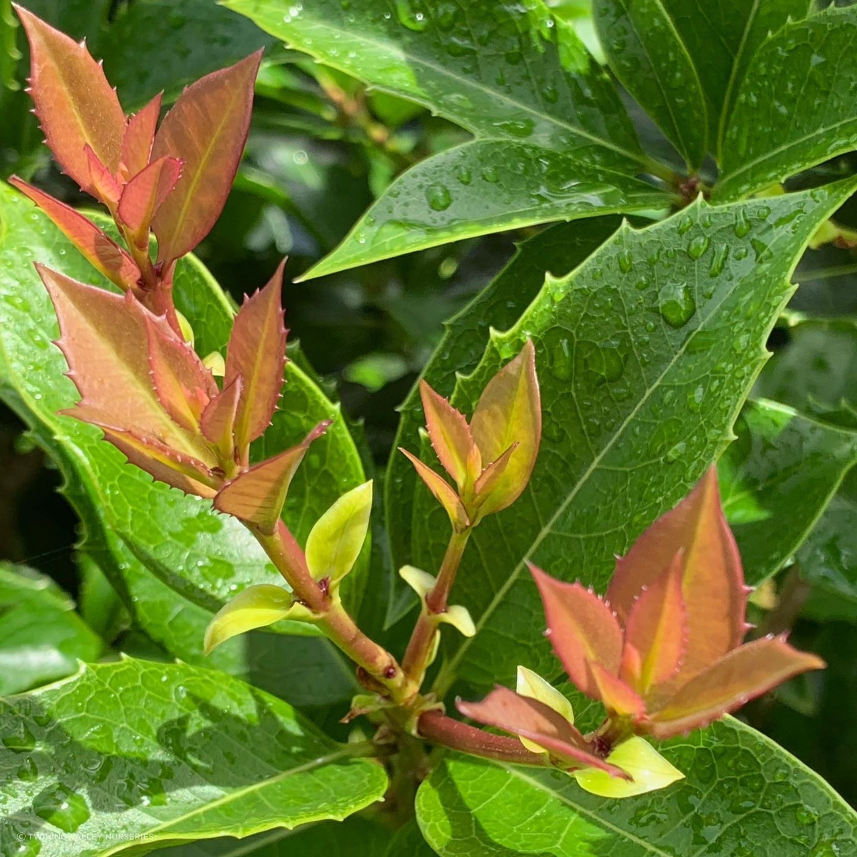 Osmanthus instant hedge gallery detail image