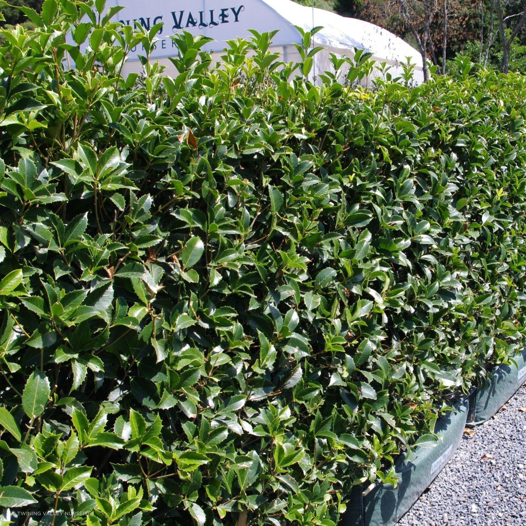 Osmanthus instant hedge gallery detail image