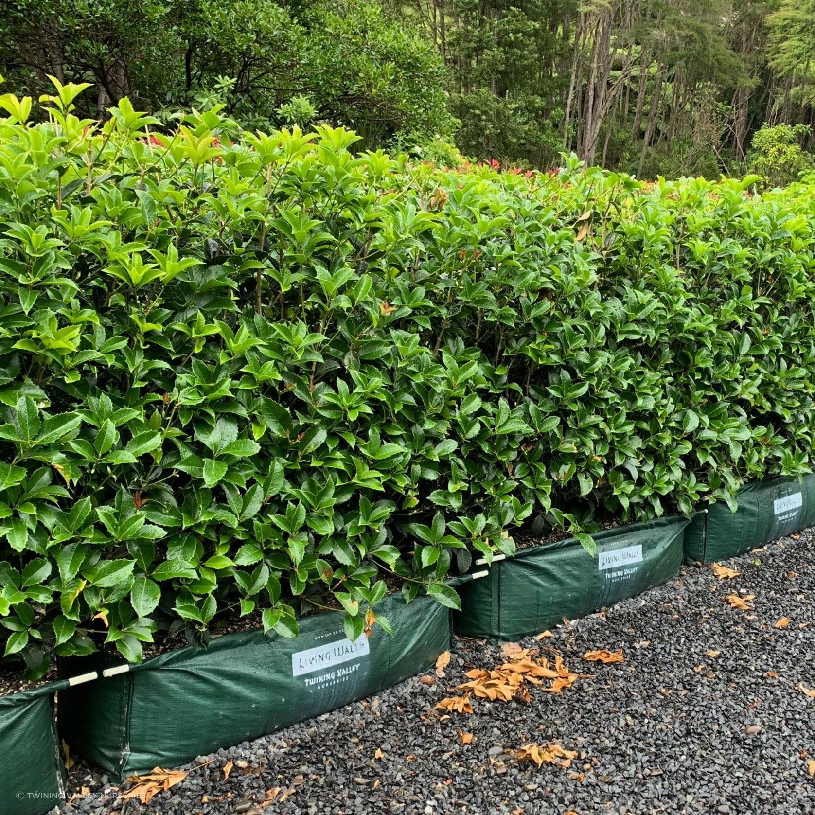 Osmanthus instant hedge gallery detail image
