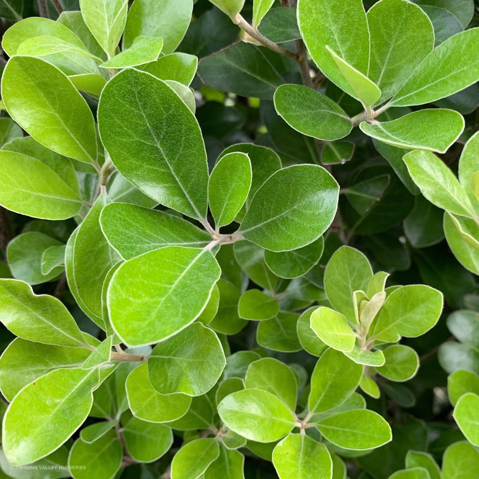 Pittosporum ‘Green Lustre’ instant hedge gallery detail image