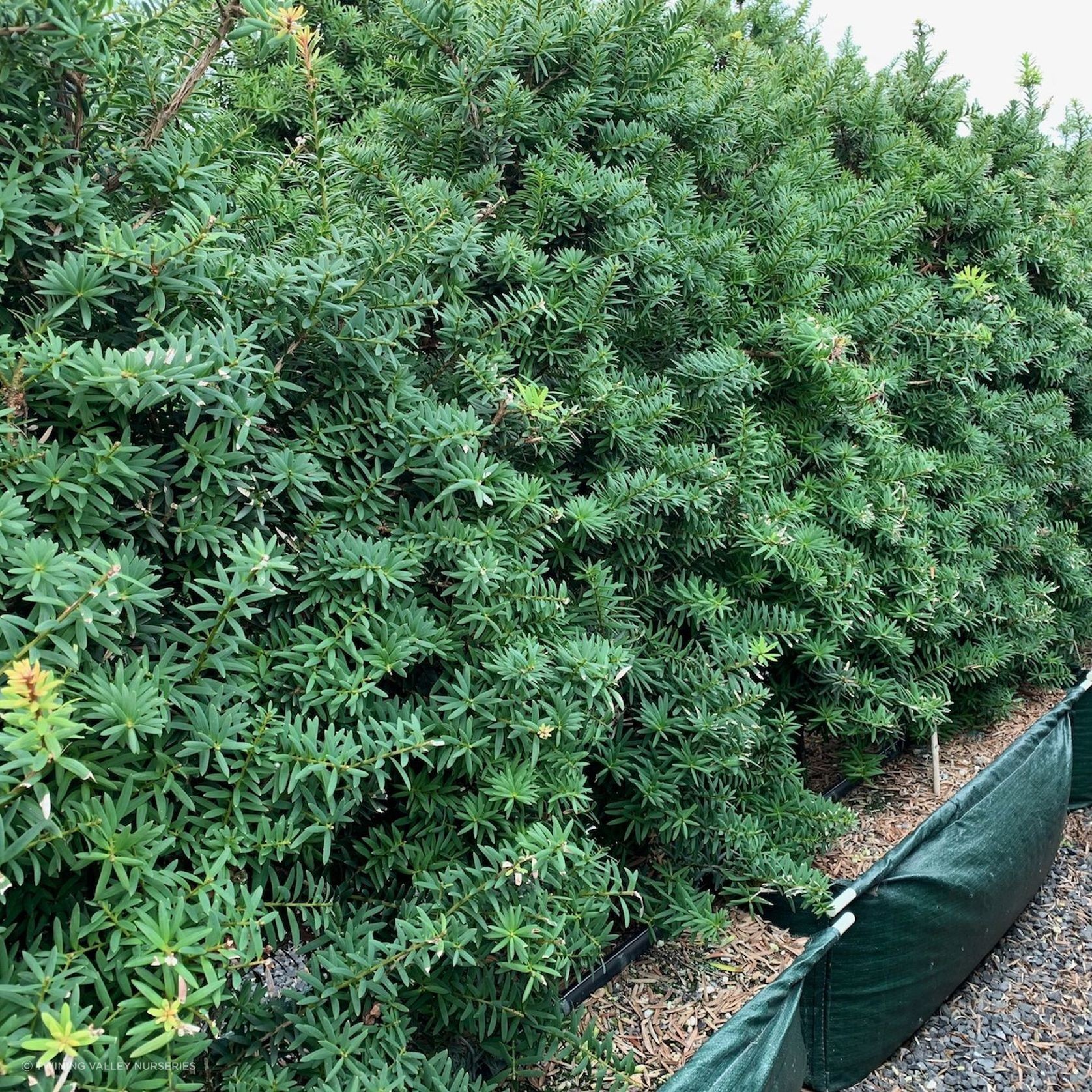 Podocarpus tōtara 'Ardmore Green' instant hedge gallery detail image