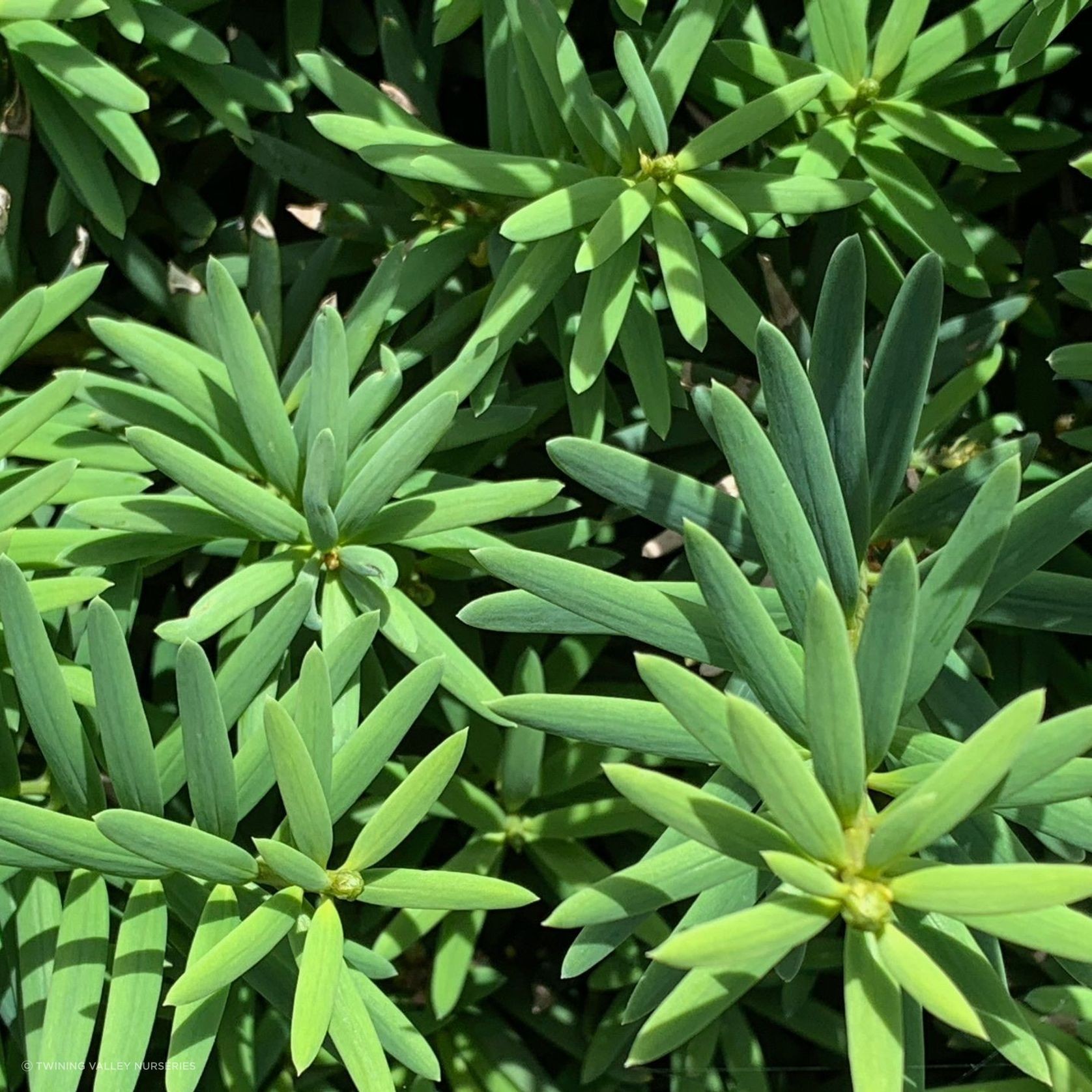 Podocarpus tōtara 'Ardmore Green' instant hedge gallery detail image