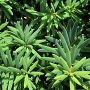 Podocarpus tōtara 'Ardmore Green' instant hedge gallery detail image