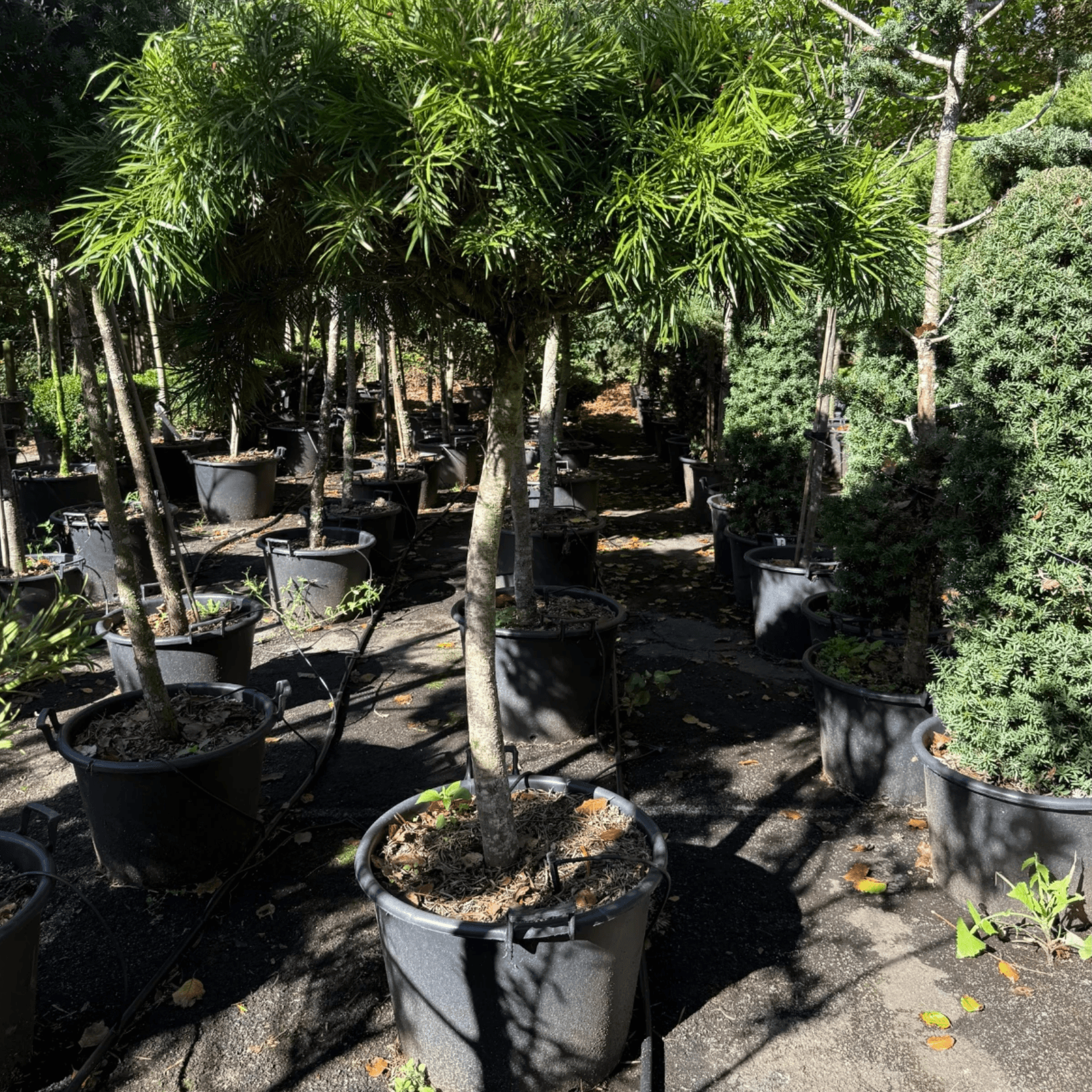 Podocarpus Gracilior – Bonsai Style gallery detail image