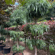 Podocarpus Henkelii – Layered gallery detail image
