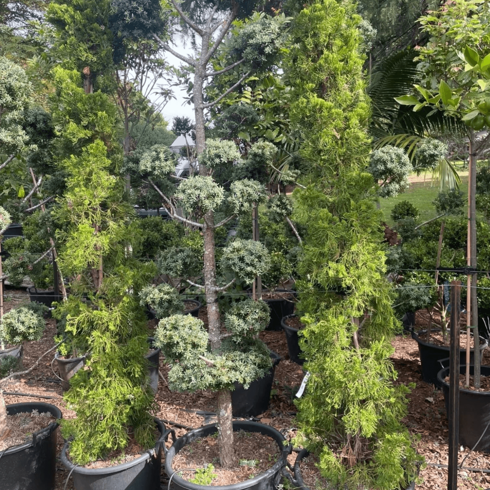 Podocarpus Matapouri Blue – Clouds gallery detail image