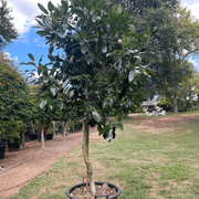 Ilex Dark Shadow – Standard gallery detail image