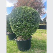 Buxus Microphylla XL – Globe gallery detail image