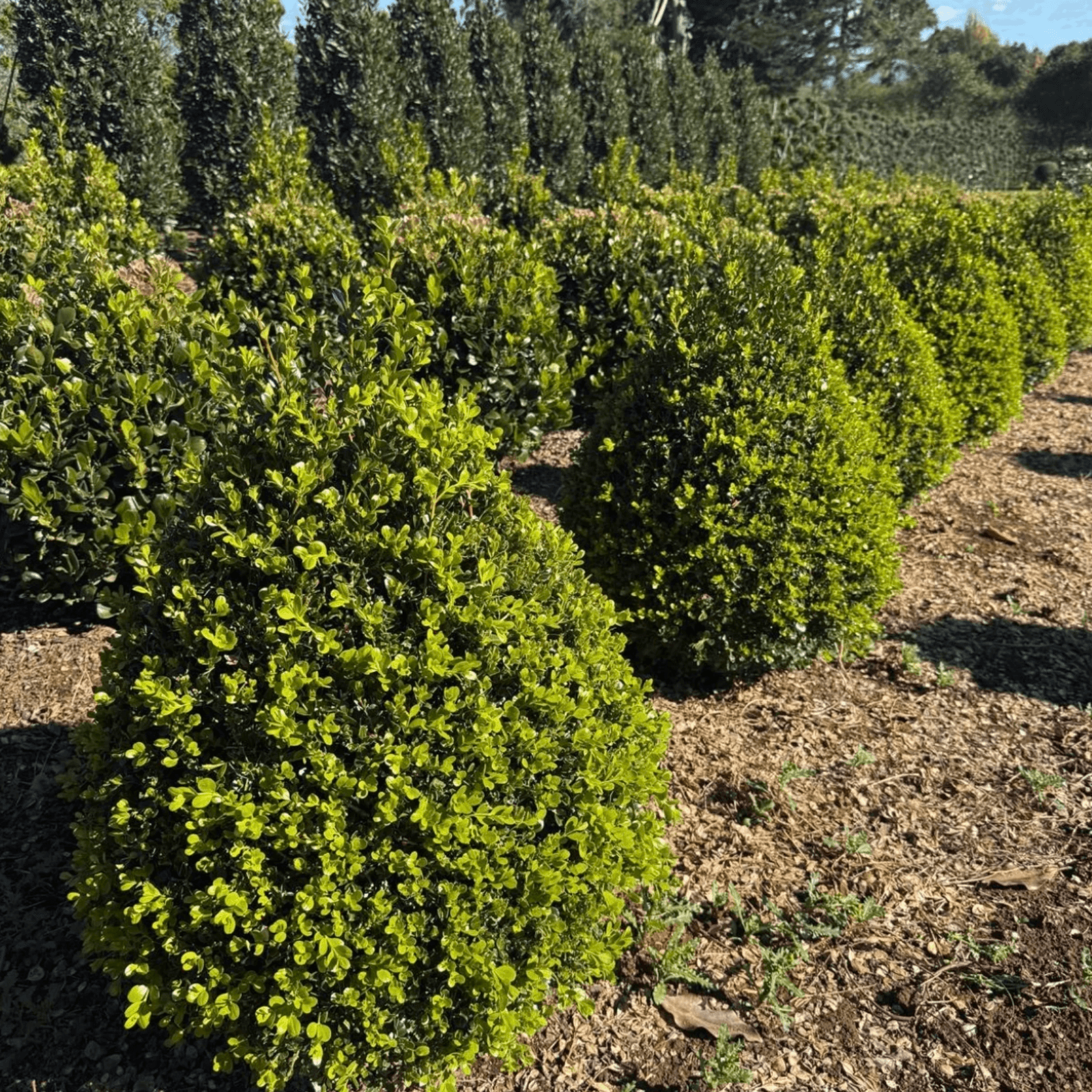 Buxus Green Gem – Cone gallery detail image