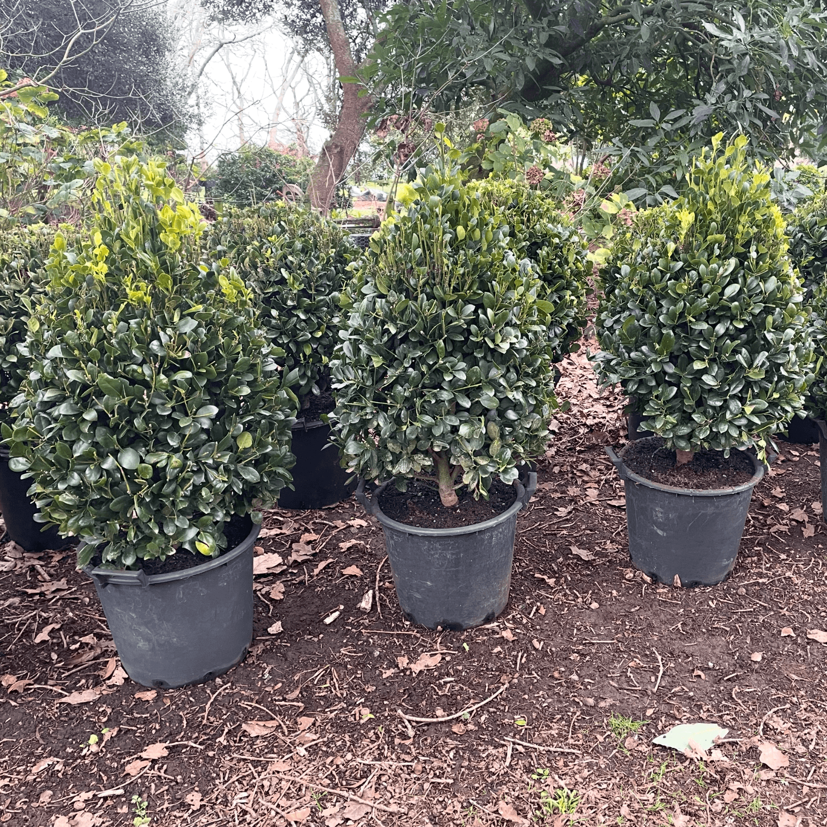 Ilex Largo – Cone gallery detail image