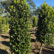 Ilex Largo, Short Stem – Cone gallery detail image