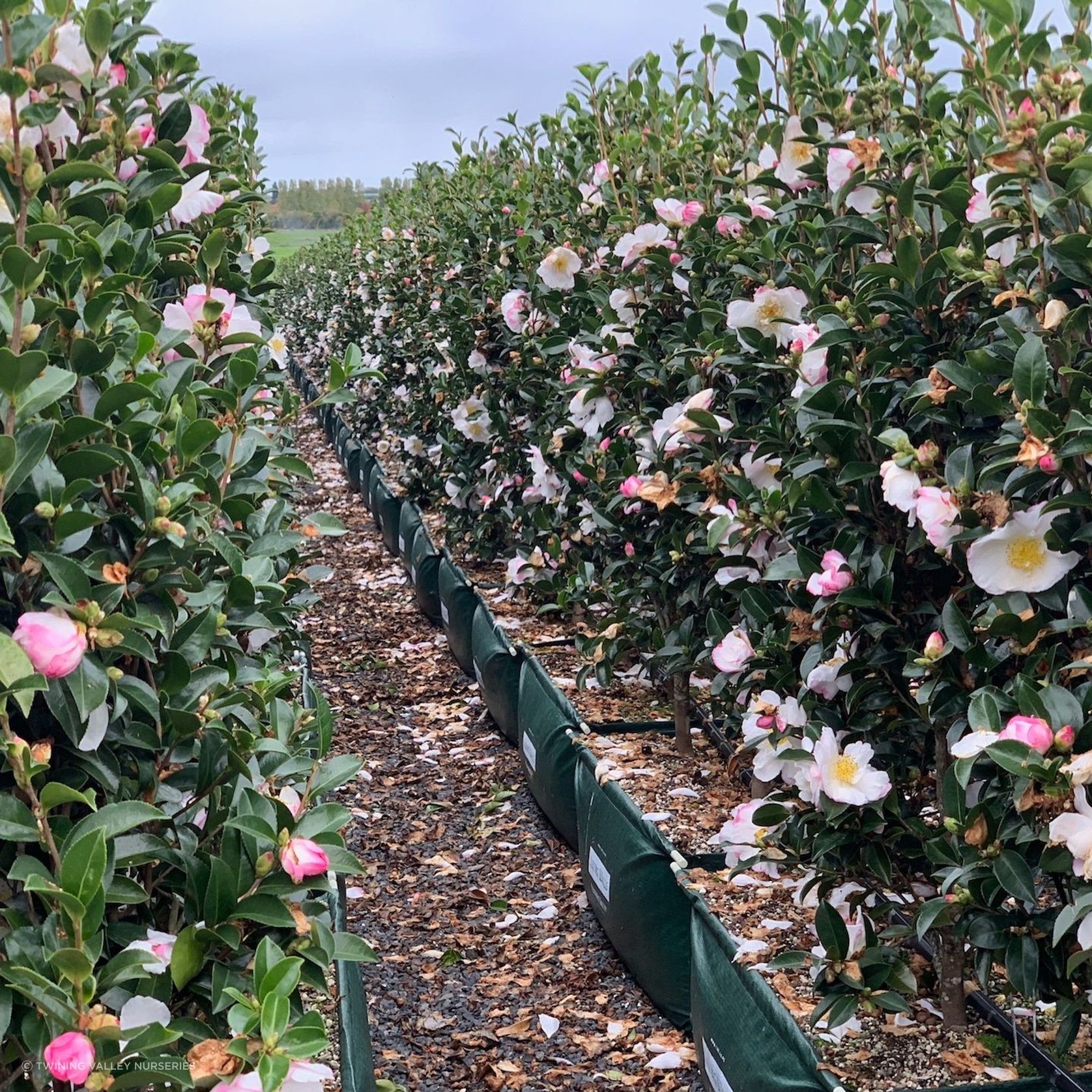 Camellia 'Paradise Venessa' instant hedge gallery detail image