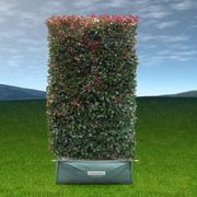 Living Screen™ – tall-growing instant hedge range gallery detail image